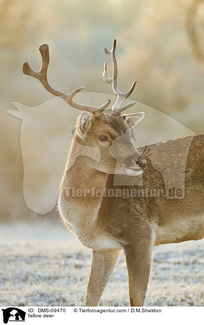 Damwild / fallow deer / DMS-09470