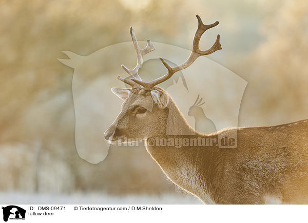 Damwild / fallow deer / DMS-09471