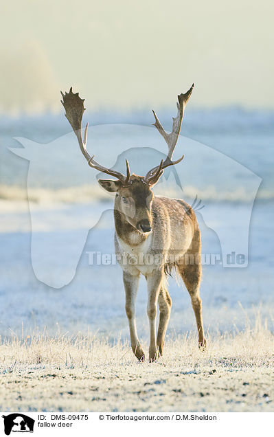 Damwild / fallow deer / DMS-09475