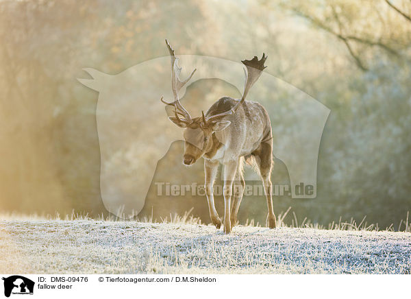 Damwild / fallow deer / DMS-09476