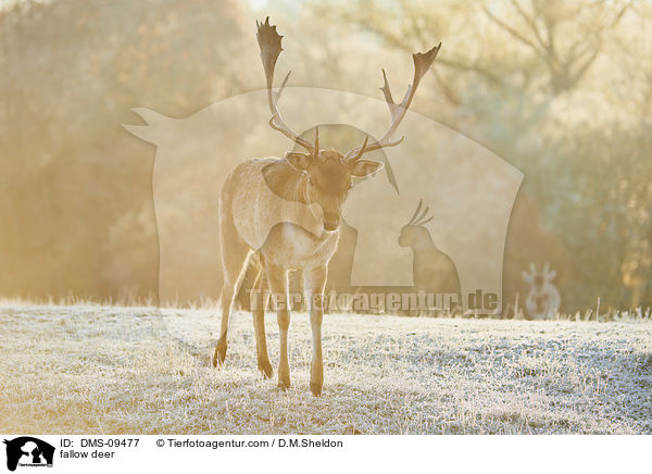 Damwild / fallow deer / DMS-09477