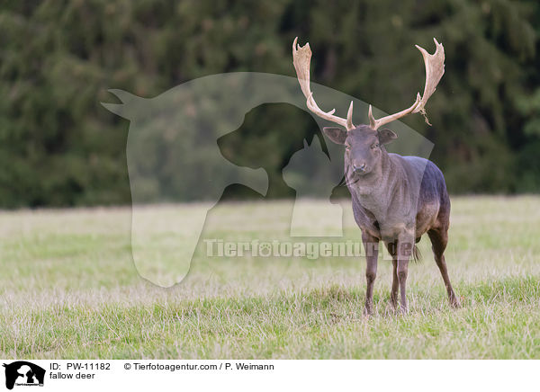 Damwild / fallow deer / PW-11182