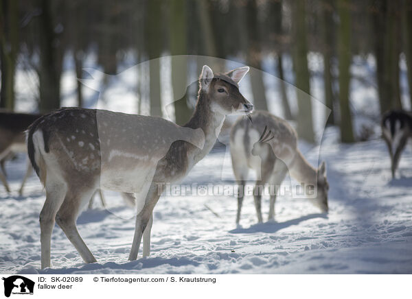 Damwild / fallow deer / SK-02089