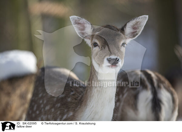 Damwild / fallow deer / SK-02095