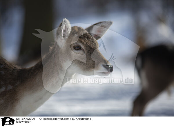 Damwild / fallow deer / SK-02096