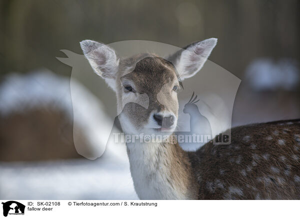 Damwild / fallow deer / SK-02108