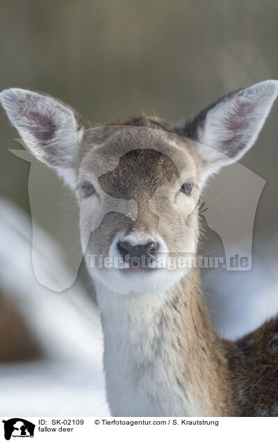 fallow deer / SK-02109