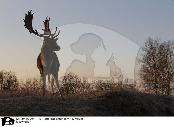 Damwild / fallow deer / JM-03094