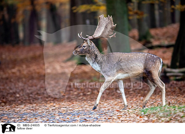 Damwild / fallow deer / MBS-24605