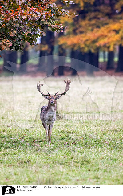 Damwild / fallow deer / MBS-24613