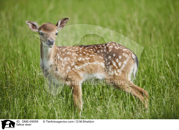 Damwild / fallow deer / DMS-09956