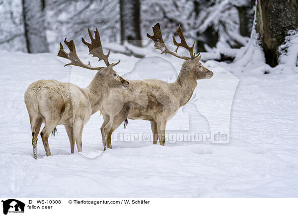 Damwild / fallow deer / WS-10308