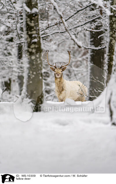 Damwild / fallow deer / WS-10309