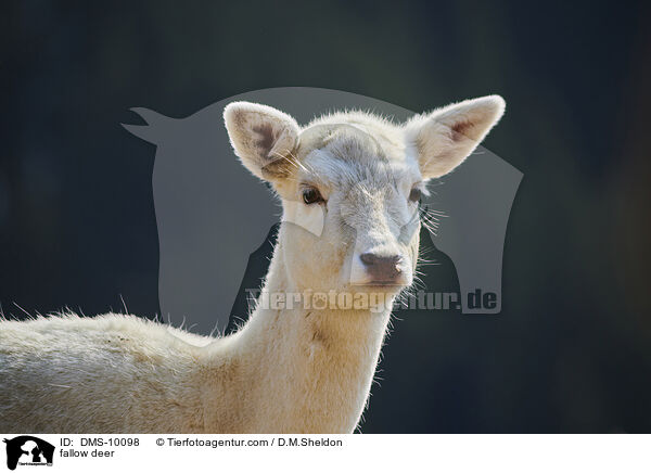 Damwild / fallow deer / DMS-10098