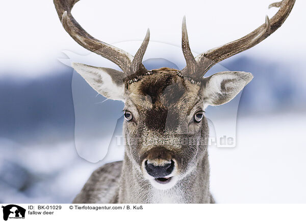 Damwild / fallow deer / BK-01029