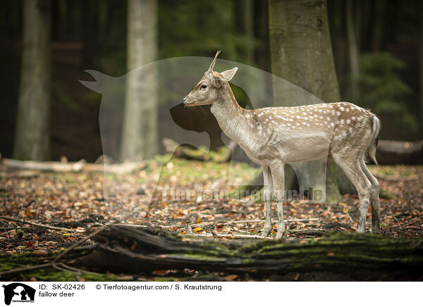 Damwild / fallow deer / SK-02426