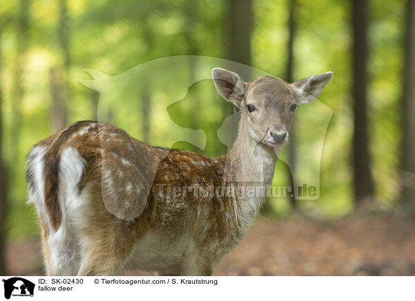 Damwild / fallow deer / SK-02430