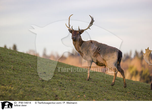 Damwild / fallow deer / PW-14614