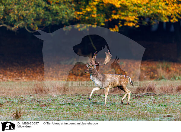fallow deer / MBS-26657