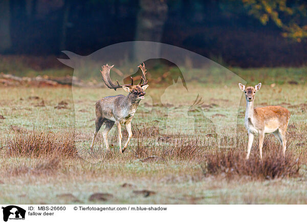 fallow deer / MBS-26660