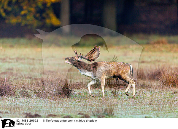 Damwild / fallow deer / MBS-26662