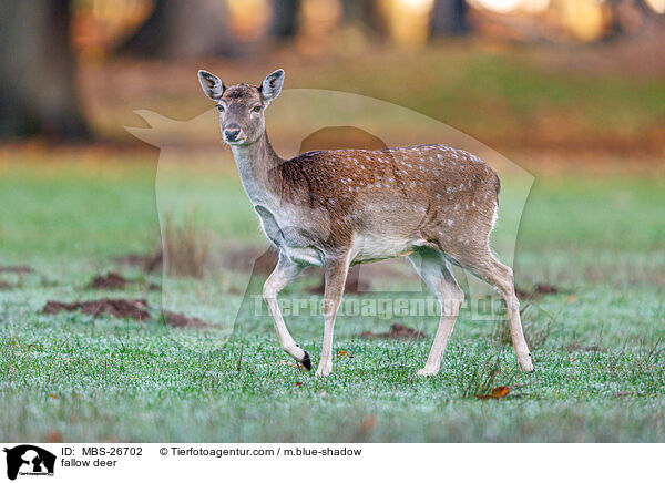 Damwild / fallow deer / MBS-26702