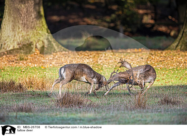 Damwild / fallow deer / MBS-26708