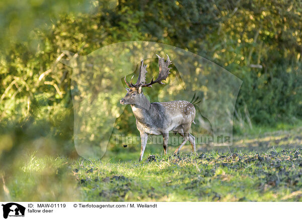 fallow deer / MAW-01119