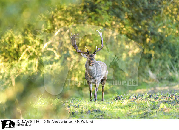 fallow deer / MAW-01120