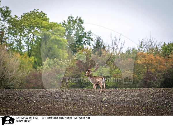 fallow deer / MAW-01143