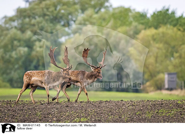 fallow deer / MAW-01145