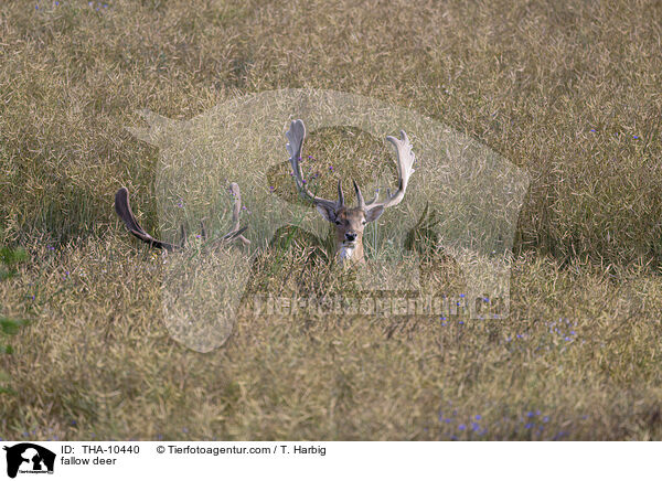 fallow deer / THA-10440