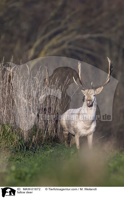 Damwild / fallow deer / MAW-01872