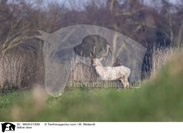 Damwild / fallow deer / MAW-01896