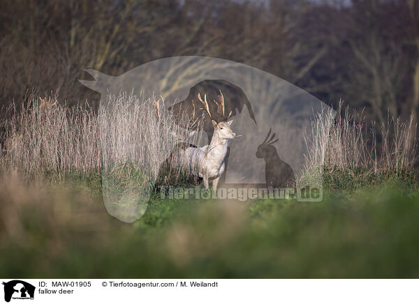 Damwild / fallow deer / MAW-01905