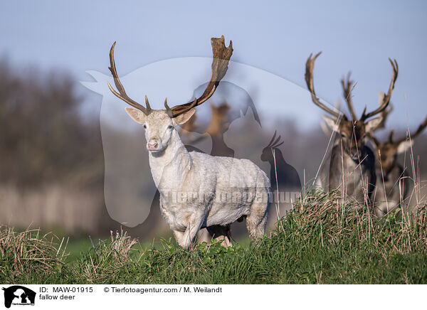 fallow deer / MAW-01915