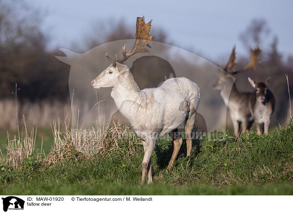 Damwild / fallow deer / MAW-01920