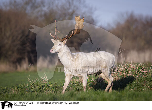 fallow deer / MAW-01925