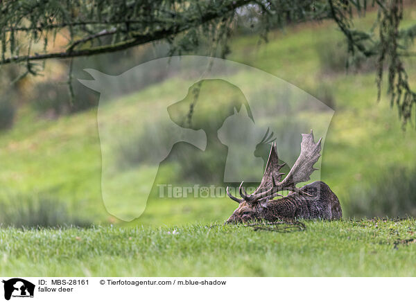 Damhirsch / fallow deer / MBS-28161