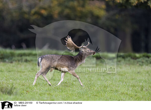 Damhirsch / fallow deer / MBS-28169