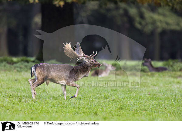 Damhirsch / fallow deer / MBS-28170