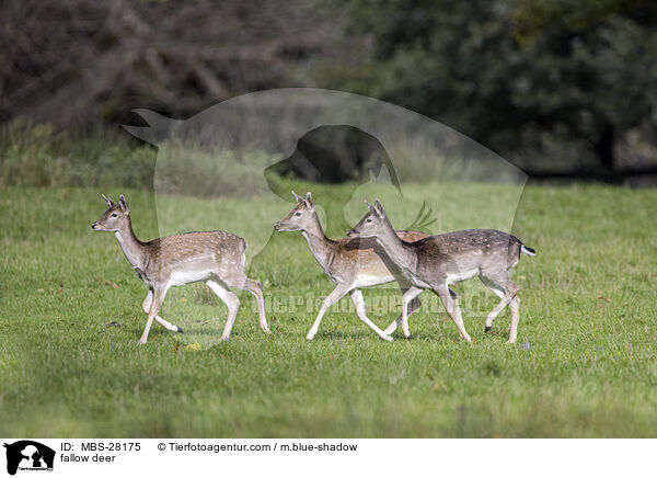 Damhirsch / fallow deer / MBS-28175