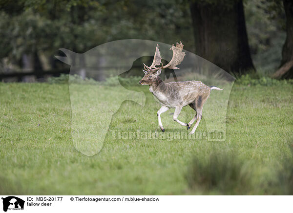 Damhirsch / fallow deer / MBS-28177