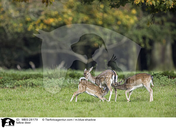 Damhirsch / fallow deer / MBS-28179