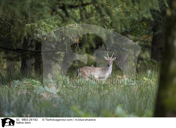 Damhirsch / fallow deer / MBS-28182