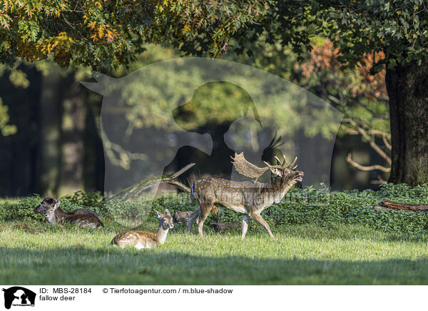 Damhirsch / fallow deer / MBS-28184