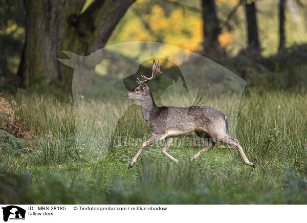 Damhirsch / fallow deer / MBS-28185