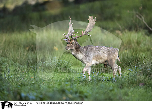 Damhirsch / fallow deer / MBS-28187