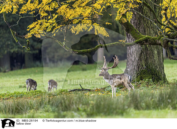 Damhirsch / fallow deer / MBS-28194