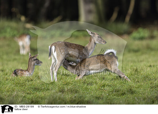 Damhirsch / fallow deer / MBS-28199